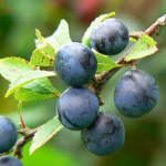 Sloes on a branch